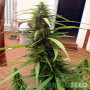 НАСІННЯ КОНОПЛІ BIG BUD FEM