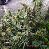 Blue Dream Fem