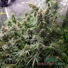 Blue Dream Fem