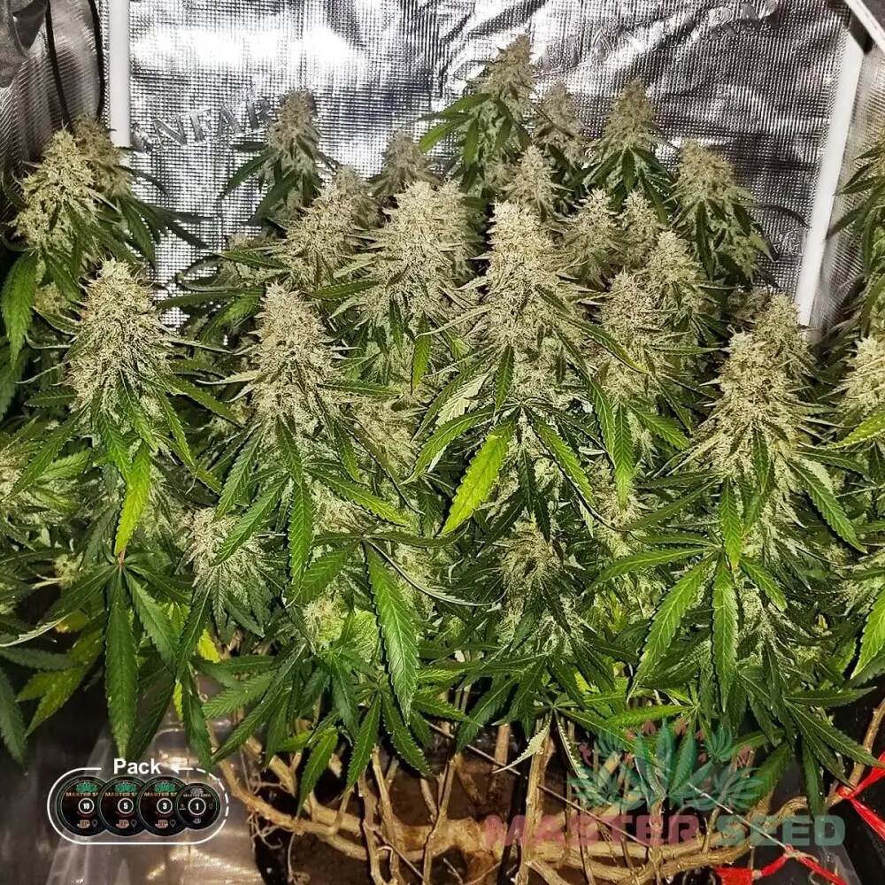BLUE DREAM FEM — ФЕМІНІЗОВАНЕ НАСІННЯ З ЛЕГЕНДАРНОЮ ГЕНЕТИКОЮ