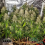 BLUE DREAM FEM — ФЕМІНІЗОВАНЕ НАСІННЯ З ЛЕГЕНДАРНОЮ ГЕНЕТИКОЮ