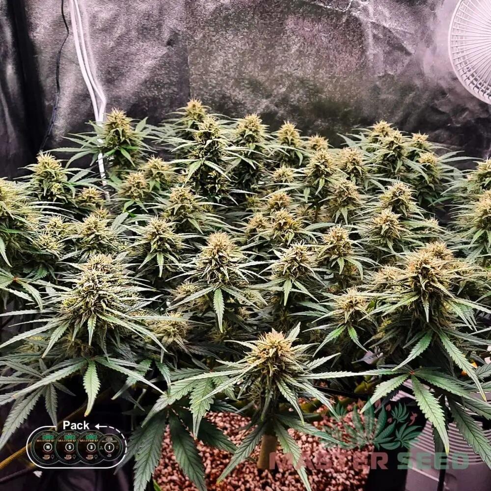 BLUE DREAM FEM — ФЕМІНІЗОВАНЕ НАСІННЯ З ЛЕГЕНДАРНОЮ ГЕНЕТИКОЮ