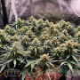 BLUE DREAM FEM — ФЕМІНІЗОВАНЕ НАСІННЯ З ЛЕГЕНДАРНОЮ ГЕНЕТИКОЮ