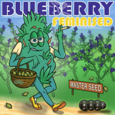 Blueberry fem