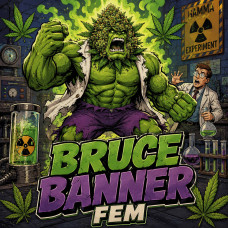 Bruce Banner Fem