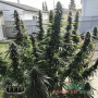 BRUCE BANNER FEM — ФЕМІНІЗОВАНИЙ СОРТ З ВМІСТОМ THC ДО 29%