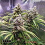 BRUCE BANNER FEM — ФЕМІНІЗОВАНИЙ СОРТ З ВМІСТОМ THC ДО 29%
