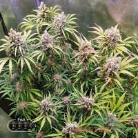 Bruce Banner Fem