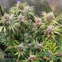 BRUCE BANNER FEM — ФЕМІНІЗОВАНИЙ СОРТ З ВМІСТОМ THC ДО 29%