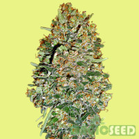 Bubble Gum fem