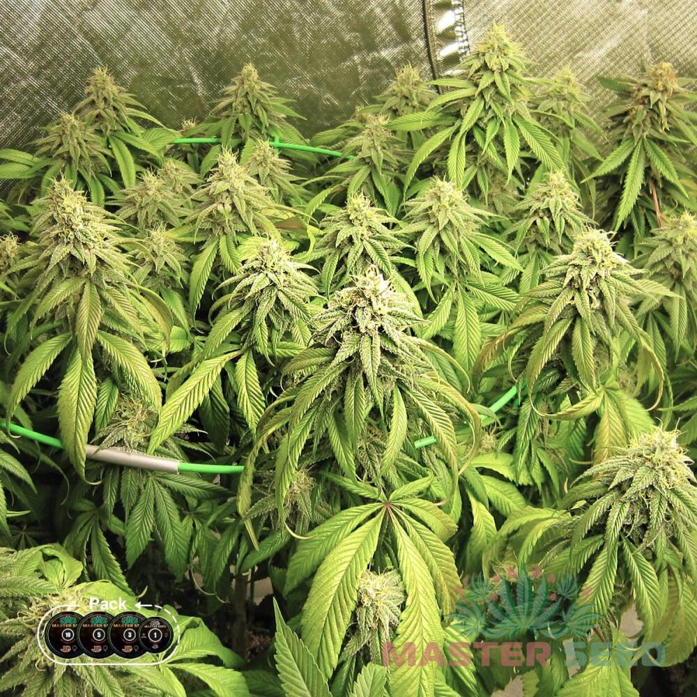 CRITICAL KUSH FEM — ФЕМІНІЗОВАНИЙ СОРТ З ПЕРЕВАГОЮ ІНДИКИ