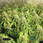 CRITICAL KUSH FEM — ФЕМІНІЗОВАНИЙ СОРТ З ПЕРЕВАГОЮ ІНДИКИ