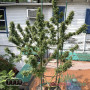 CRITICAL KUSH FEM — ФЕМІНІЗОВАНИЙ СОРТ З ПЕРЕВАГОЮ ІНДИКИ