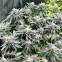 CRITICAL KUSH FEM — ФЕМІНІЗОВАНИЙ СОРТ З ПЕРЕВАГОЮ ІНДИКИ