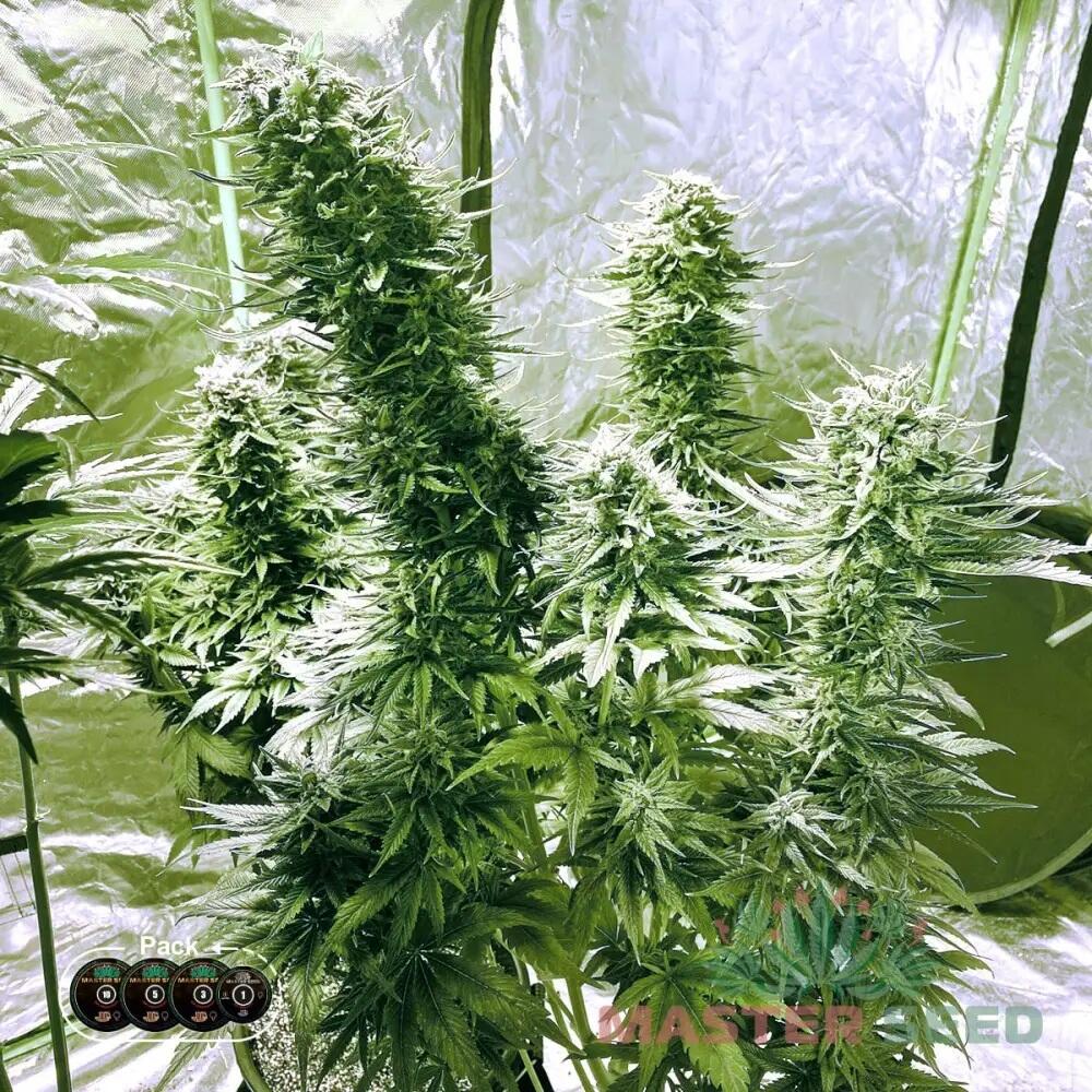 CRITICAL MASS FEM — ФЕМІНІЗОВАНИЙ СОРТ З ВИСОКОЮ УРОЖАЙНІСТЮ