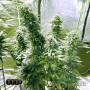 CRITICAL MASS FEM — ФЕМІНІЗОВАНИЙ СОРТ З ВИСОКОЮ УРОЖАЙНІСТЮ