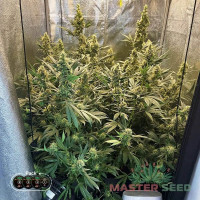 Critical Mass Fem