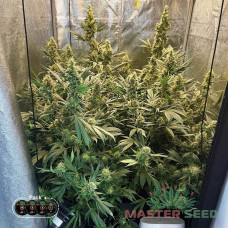 Critical Mass Fem