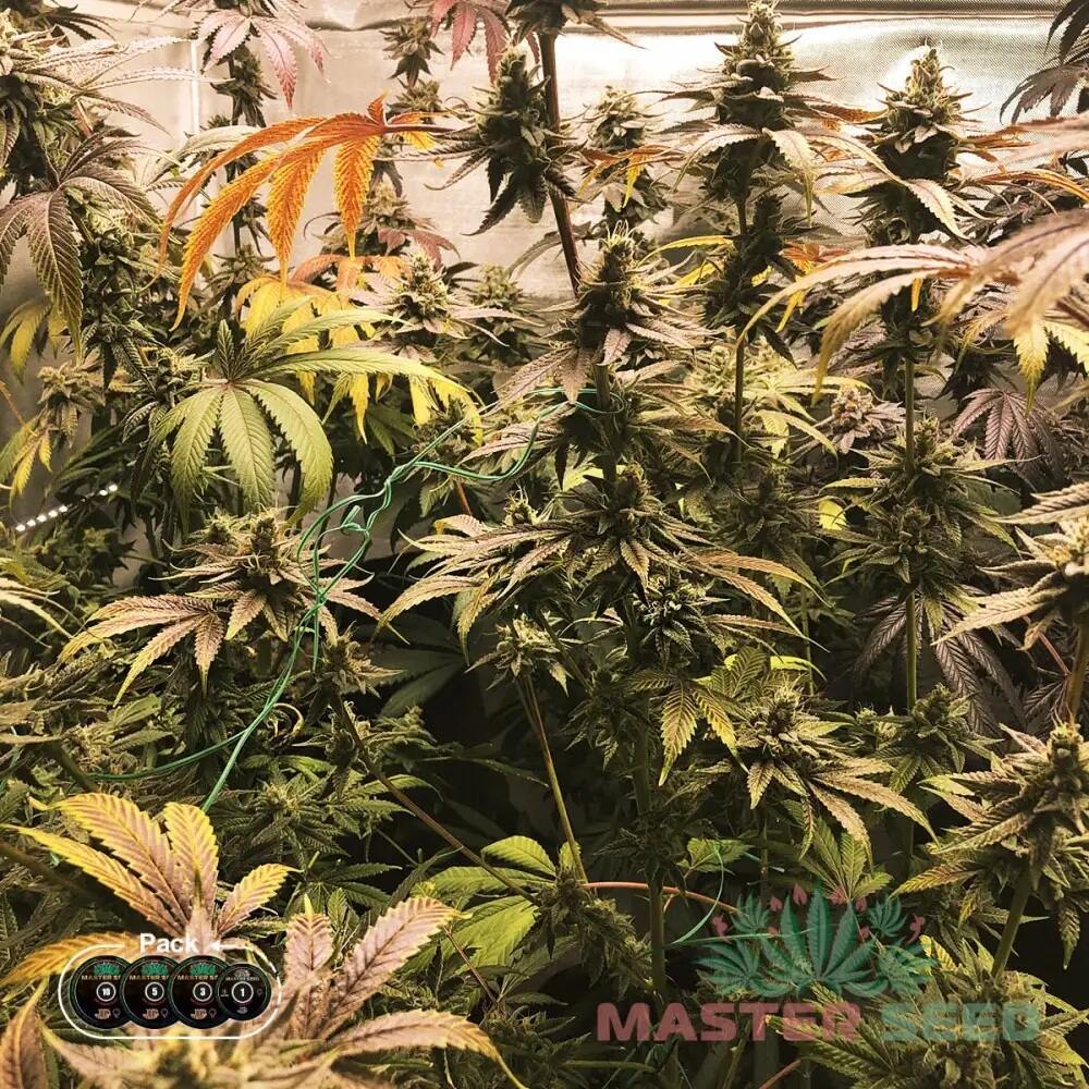 GELATO FEM — ФЕМІНІЗОВАНИЙ ЗБАЛАНСОВАНИЙ СОРТ