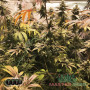 GELATO FEM — ФЕМІНІЗОВАНИЙ ЗБАЛАНСОВАНИЙ СОРТ