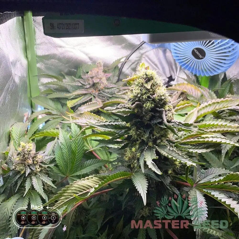 GELATO FEM — ФЕМІНІЗОВАНИЙ ЗБАЛАНСОВАНИЙ СОРТ