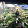 GELATO FEM — ФЕМІНІЗОВАНИЙ ЗБАЛАНСОВАНИЙ СОРТ