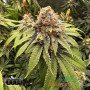 GORILLA GLUE FEM — ФЕМІНІЗОВАНИЙ СОРТ З ВИСОКИМ ВМІСТОМ THC