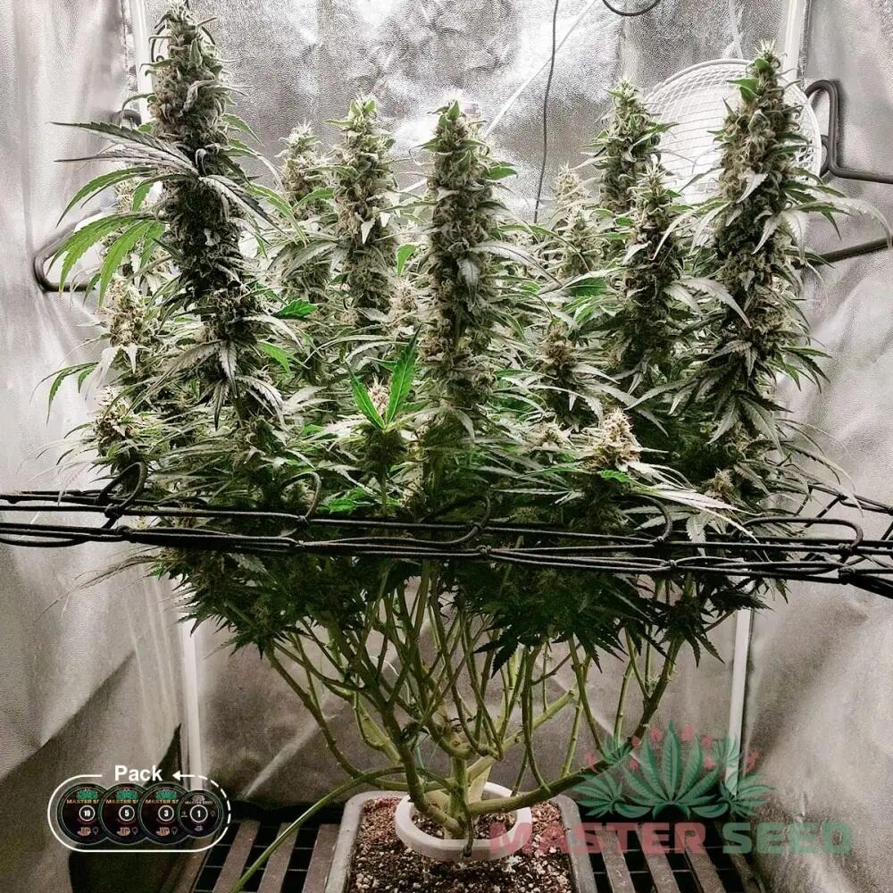 GORILLA GLUE FEM — ФЕМІНІЗОВАНИЙ СОРТ З ВИСОКИМ ВМІСТОМ THC