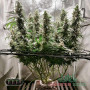 GORILLA GLUE FEM — ФЕМІНІЗОВАНИЙ СОРТ З ВИСОКИМ ВМІСТОМ THC