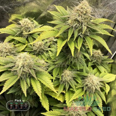Gorilla Glue Fem