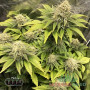 GORILLA GLUE FEM — ФЕМІНІЗОВАНИЙ СОРТ З ВИСОКИМ ВМІСТОМ THC