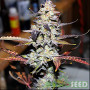 СЕМЕНА КОНОПЛИ GREAT WHITE SHARK FEM