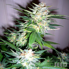 Great White Shark fem