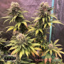 НАСІННЯ КОНОПЛІ MASTER KUSH, ФЕМІНІЗОВАНЕ, З ПЕРЕВАГОЮ САТІВИ