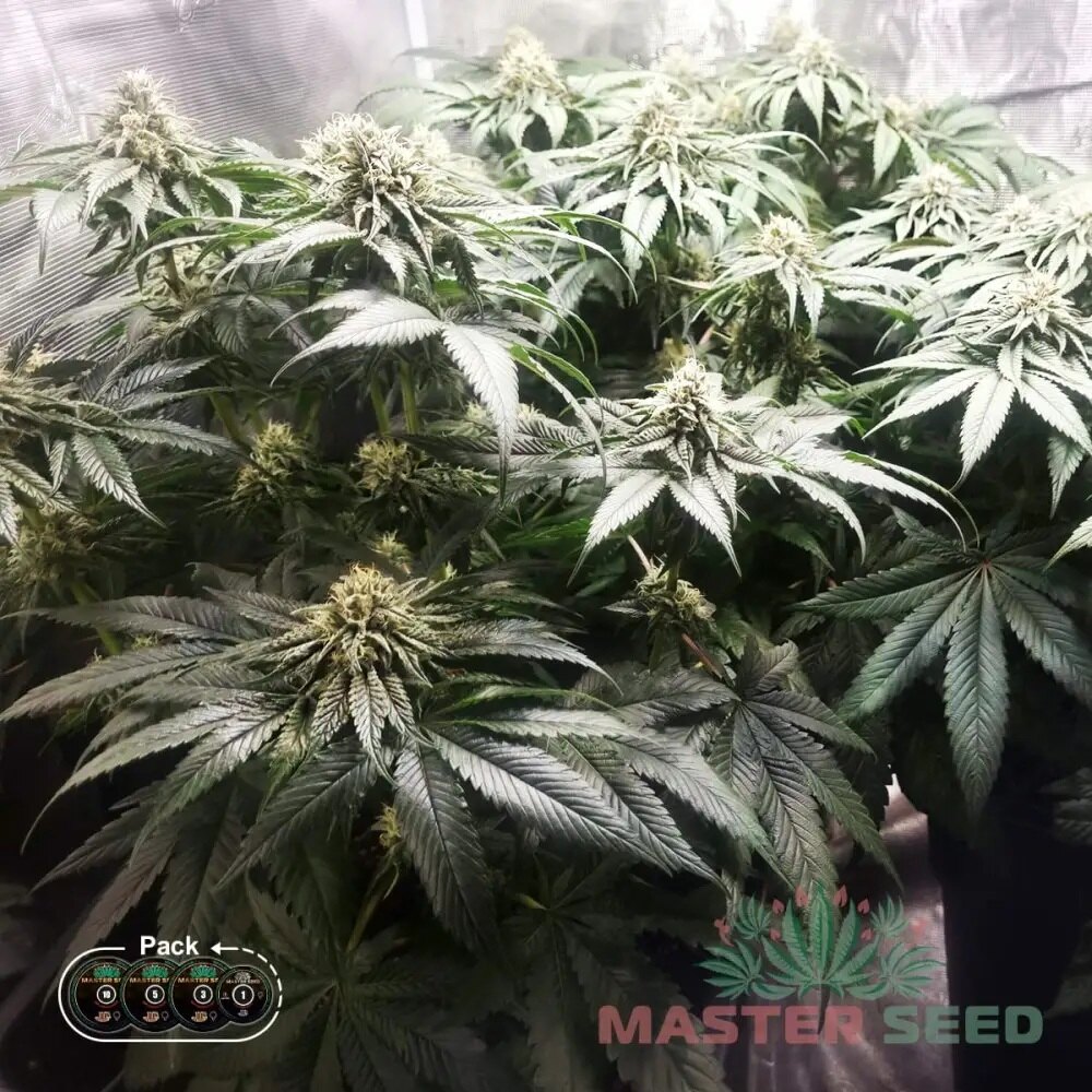 НАСІННЯ КОНОПЛІ MASTER KUSH, ФЕМІНІЗОВАНЕ, З ПЕРЕВАГОЮ САТІВИ