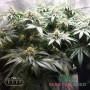 НАСІННЯ КОНОПЛІ MASTER KUSH, ФЕМІНІЗОВАНЕ, З ПЕРЕВАГОЮ САТІВИ