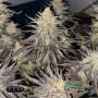 RUNTZ ZKITTLEZ FEM — ФЕМІНІЗОВАНИЙ ФОТОПЕРІОДИЧНИЙ СОРТ З ВИСОКИМ ВМІСТОМ ТГК