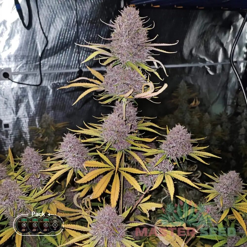 RUNTZ ZKITTLEZ FEM — ФЕМІНІЗОВАНИЙ ФОТОПЕРІОДИЧНИЙ СОРТ З ВИСОКИМ ВМІСТОМ ТГК