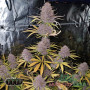 RUNTZ ZKITTLEZ FEM — ФЕМІНІЗОВАНИЙ ФОТОПЕРІОДИЧНИЙ СОРТ З ВИСОКИМ ВМІСТОМ ТГК
