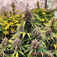 Runtz Zkittlez Fem