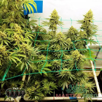 Trainwreck fem