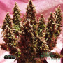 НАСІННЯ КОНОПЛІ TRAINWRECK FEMINISED SATIVA INDICA ГІБРИД
