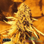 НАСІННЯ КОНОПЛІ TRAINWRECK FEMINISED SATIVA INDICA ГІБРИД