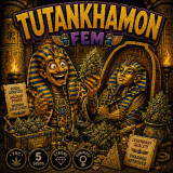 Tutankhamon Fem