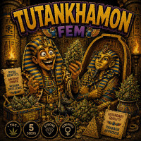 Tutankhamon Fem