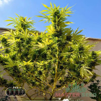 Tutankhamon Fem