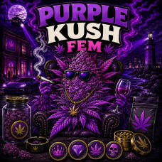 Purple Kush fem