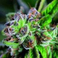 Watermelon Zkittlez feminised - Pyramid Seeds