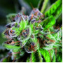 Насіння коноплі Zkittlez feminised - Pyramid Seeds