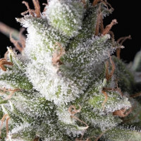 Ramses feminised - Pyramid Seeds